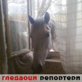 Гледаоци репортери (16. мај 2013)