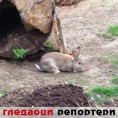 Гледаоци репортери (26. мај 2013)
