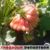Гледаоци репортери (29. мај 2013)