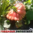 Гледаоци репортери (29. мај 2013)