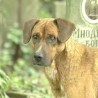 Учестали напади паса у Нишу
