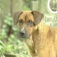 Учестали напади паса у Нишу