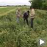 Киша смањила род пшенице и кукуруза