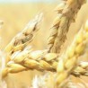 Жетеоци чекају