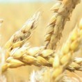 Жетеоци чекају