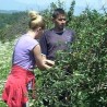 Прекинули штрајк да уберу вишњу