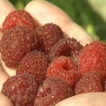 Сезона малина тек почела