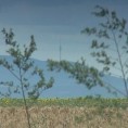Ветрозаштитни појас око Панчева