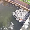 Помор рибе у Рогачици