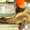 Осуђено пет мачака из Чачка