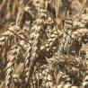 Жетва при крају, чека се цена