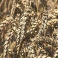 Жетва при крају, чека се цена