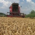 Жетва при крају, цене још нема 
