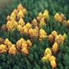 Мистериозне шумске свастике