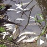Нови помор рибе у Рибарској реци