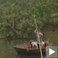 Смрт последње скелеџијке на Ибру
