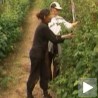 Колико су сезонски радници заштићени