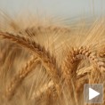 Добар род пшенице, ниска цена