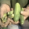 Увек претекне и за Народну кухињу