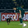 Пас који је волео фудбал