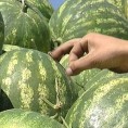 Пољопривредници обрали бостан