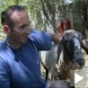 И овца се враћа кући!