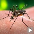 Грозница Западног Нила опет у Србији