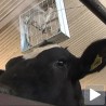 Врели дани сметају и животињама