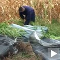 Откривен засад марихуане код Баточине