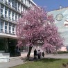 Продужен притвор због паљења аутомобила