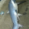 Ајкула од четири метра уловљена код Рафаиловића