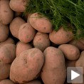 Зашто бацамо кромпир, а не извозимо?