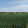 Фамилиологија