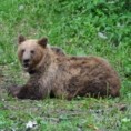 Туристи у Црној Гори „спавали“ на дрвету због медведа! 