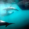 Китове и делфине угрожава морнарица САД