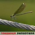 Гледаоци репортери (1. септембар 2013)