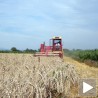 Поново слободан извоз пшенице у Македонију