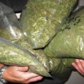 Шверцовао марихуану у погребном возилу