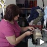 Предузимљива Кикинђанка