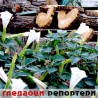 Гледаоци репортери (20. септембар 2013)