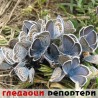 Гледаоци репортери (2. октобар 2013)