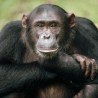 Шимпанзе боље памте него људи!
