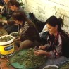 „Село канабиса“ у планинама Албаније
