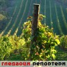 Гледаоци репортери (31. октобар 2013)