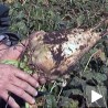 Добар род шећерне репе 