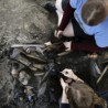 Пронађен фосил чудноватог џиновског кљунара