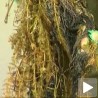 Алге угрожавају Александровачко језеро