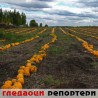 Гледаоци репортери (11. новембар 2013)