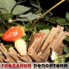 Гледаоци репортери (12. новембар 2013)