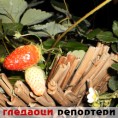 Гледаоци репортери (12. новембар 2013)